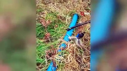 Deprem bölgesinde dev yılan paniği