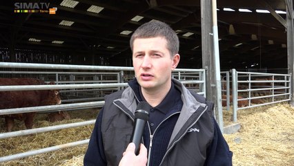 Vincent Benoit (36), sélectionneur de Limousines typées mixte viande