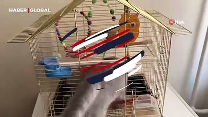 Sylvester ve Tweety'nin yapamadığını yaptılar: İşte "İpek" ve "Boncuk"un örnek olan dostluğu