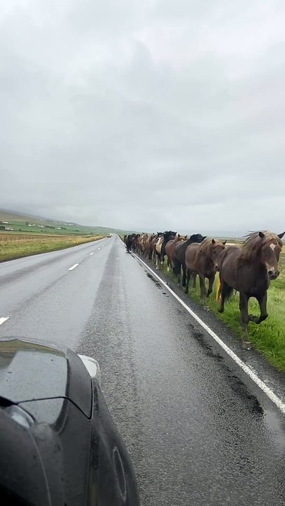 Horse Running l Road Side