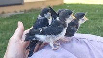 Mother swallow feeds fallen nestlings with tender care