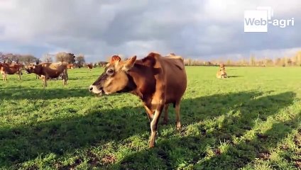 Les Jersiaises de la Haute-Folie (50) font grimper le prix à 602 €/1 000 litres