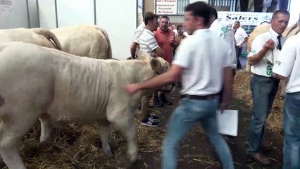 Engraisser sans achat à moins de 2 €/j avec des fourrages de qualité