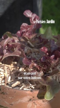 Comment bien planter et cultiver la laitue ?