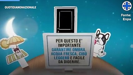 Caldo africano, i consigli dell'Enpa