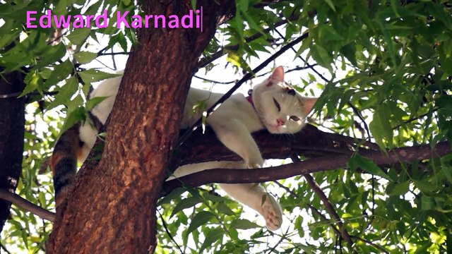 Random Animal Videos 1 - Made with Clipchamp