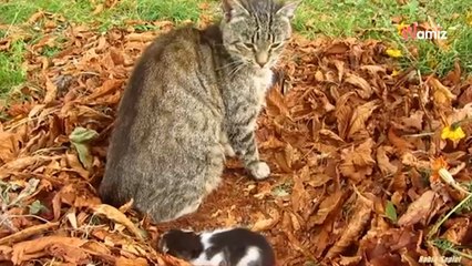 Download Video: Mann aus Russland sieht eine Katze im Garten: Als er sich nähert, ist er völlig baff