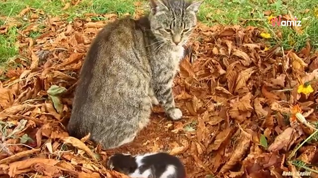 Mann aus Russland sieht eine Katze im Garten: Als er sich nähert, ist er völlig baff