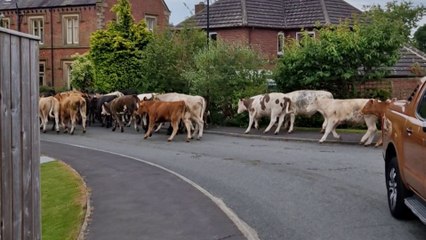 Moment, in dem eine Herde von 45 entlaufenen Kühen eine Straße hinunterläuft