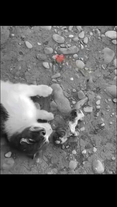 Emotional cat