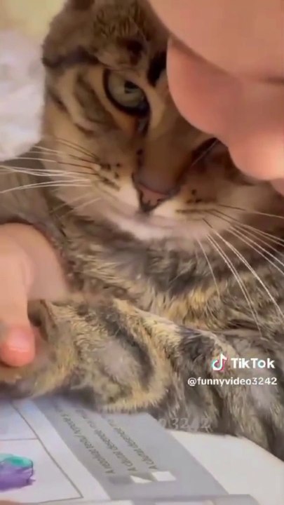Funny video / cats video / dog funny video/ comedy movies / comedy video/ entertainment video / funniest videos / lovely video / lovely wife /#funnyvideo #funny #funnyanimals #catsvideo