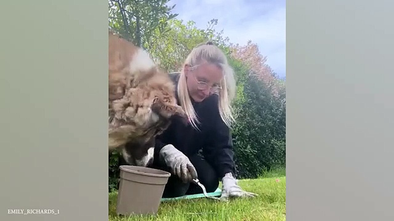 Watch_and_DIE_FROM_LAUGHING_Super_FUNNY_ANIMAL_VIDEOS_2024(360p)