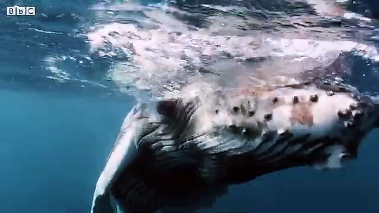 A Blue Whale's Tongue Weighs More Than An ELEPHANT!  _ Wild Bites _ BBC Earth Ki