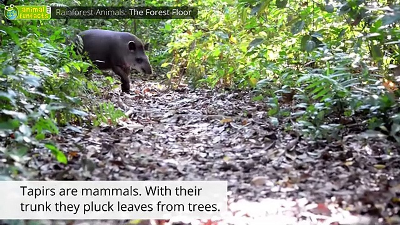 Rainforest Animals  - Animals for Kids - Educational Video