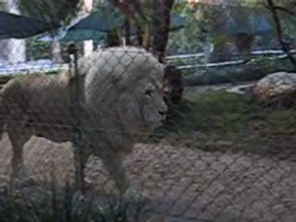 Vegas Lion