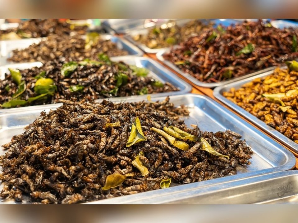 Insekten auf dem Teller: Dieses Land ist auf dem Vormarsch