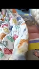 Cute little kittens all having a good time at home