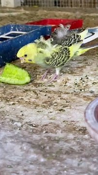 #trending #viral #usa #shortvideo #baby #parrot #parrotlover #parrottalking #budgies #pet #birds