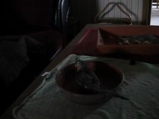 1er bain de tintin 009