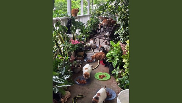 10 Best Dry & Wet Cat Food Options