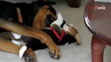 Beagle puppy benadert reusachtige Rottweiler: 4 miljoen mensen zijn sprakeloos (Video)
