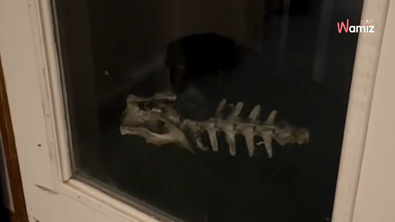 De hond staat voor de deur met iets angstaanjagends in zijn bek