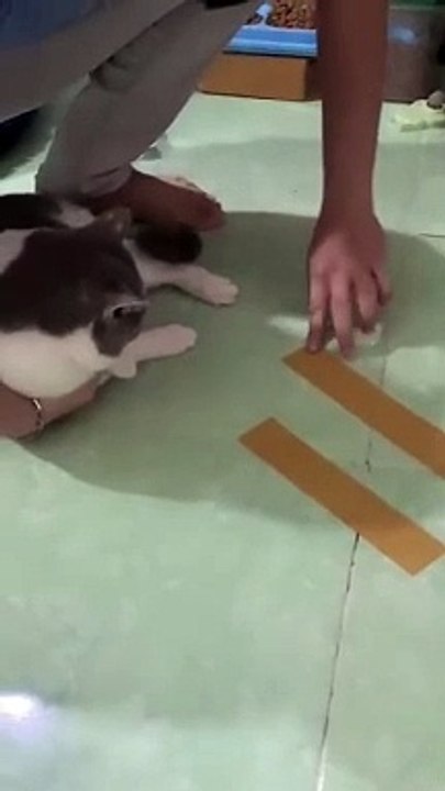 Magic tape that can make cats dance