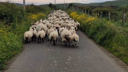 Awesome sheepdog jumps to owner's rescue after herd of sheep loses its way