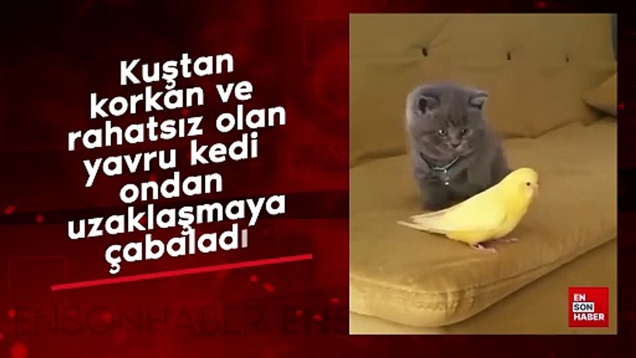 Kuştan korkan yavru kedi