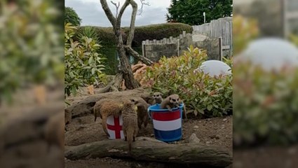 ‘Mystic meerkats’ predict result of England’s Euro 2024 clash against Netherlands