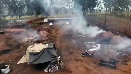 Polícia Ambiental interdita produção ilegal de carvão em Maria Helena