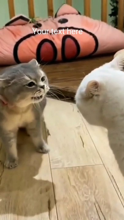 Cats fighting funny moments
