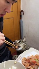 Sweet Cat and Sweet Cat Owner