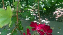 Red beauties