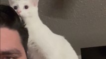 Adorable cat tries to figure out a spinning fan's mystery