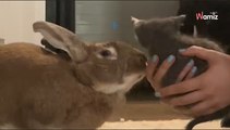 Dit konijn sluit vriendschap met een verloren kitten: het internet  barst in tranen uit om zijn gebaar