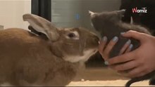 Dit konijn sluit vriendschap met een verloren kitten: het internet  barst in tranen uit om zijn gebaar