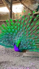 Beauty of creature #viralvideo #viral #trendig