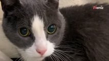 Video. Vengono abbandonati a 12 e 14 anni: ecco come questi due gatti esprimono tutta la loro sofferenza