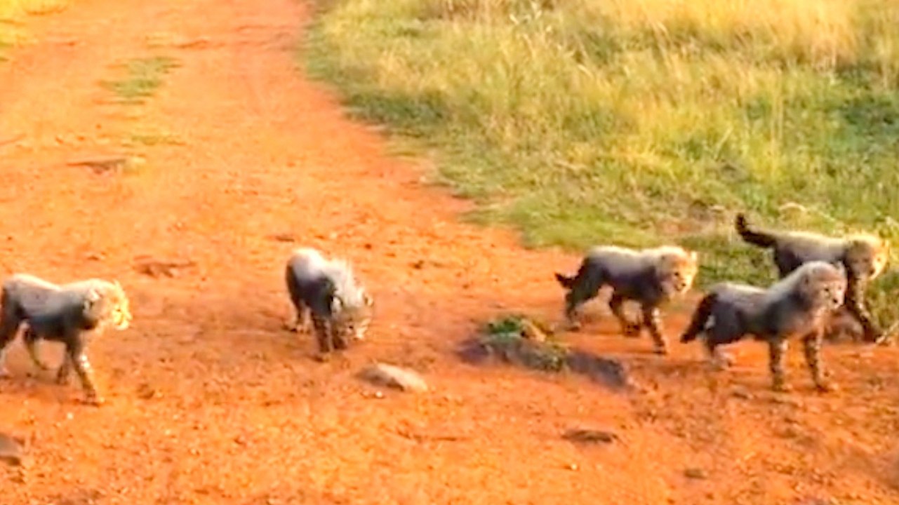 Must See! Wildlife Photographer Strikes Safari Gold Filming 5 Cheetah Cubs