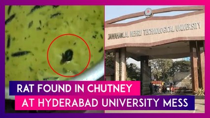 Hyderabad: Live Rat Found Swimming In Chutney Served At JNTU Hostel Mess, Video Goes Viral