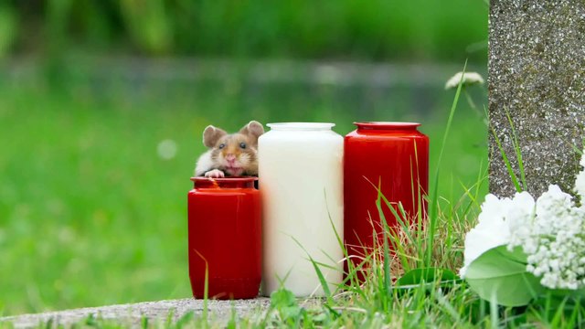 Siete mundos, un planeta: Europa – La Vida Silvestre en Peligro