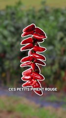 Le piment d'Espelette ne vient pas d'Espelette ?