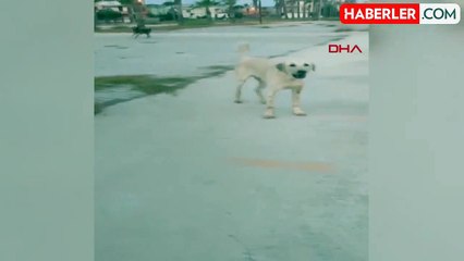 Tarsus'ta Sokak Köpekleri Tarafından Saldırıya Uğrayan Genç Yaralandı