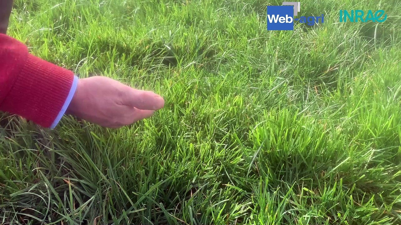 Un système de pâturage tournant simplifié mais efficace à l'Inrae du Pin (61)