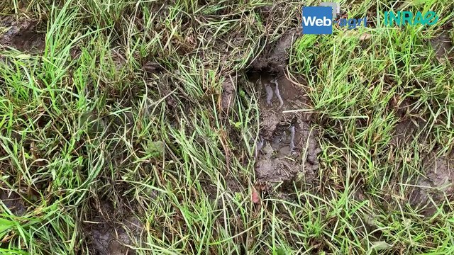 Des vaches adaptées à chaque système d'élevage grâce à la sélection génétique