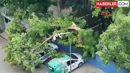 Siirt'te Kuvvetli Rüzgar Sonucu Araçlara Hasar Veren Ağaç Devrildi