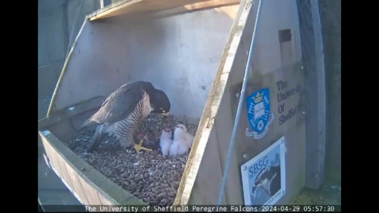 How a live webcam in a University of Sheffield peregrine falcon nest ...