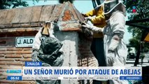 Hombre de la tercer edad muere por un ataque de abejas en Sinaloa