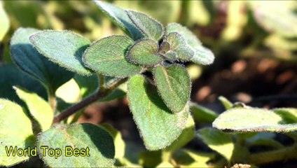 Top 10 Herbs For Diabetes Patients